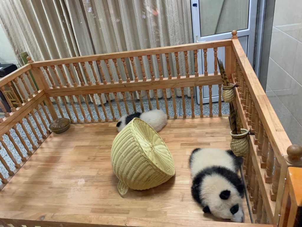 panda Chengdu