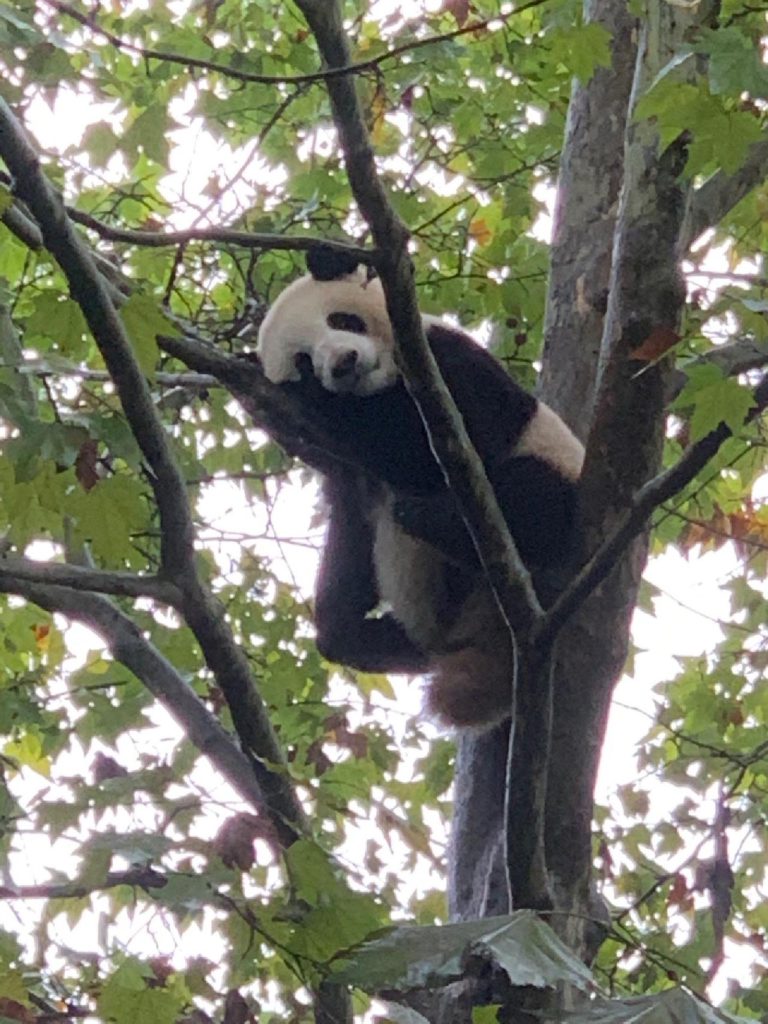 panda, Chengdu, China